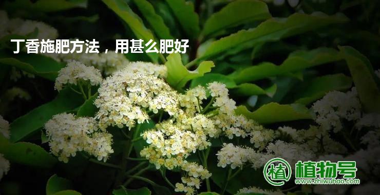 丁香施肥方法，用甚么肥好