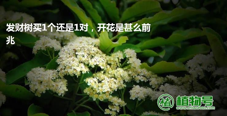 发财树买1个还是1对，开花是甚么前兆