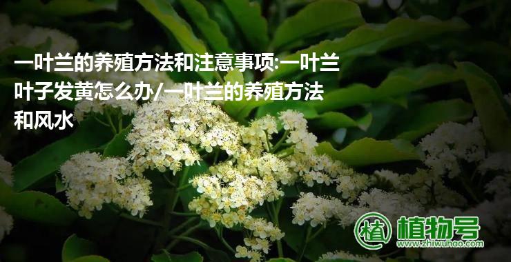 一叶兰的养殖方法和注意事项:一叶兰叶子发黄怎么办/一叶兰的养殖方法和风水