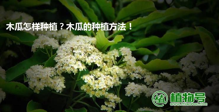 木瓜怎样种植？木瓜的种植方法！