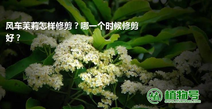 风车茉莉怎样修剪？哪一个时候修剪好？