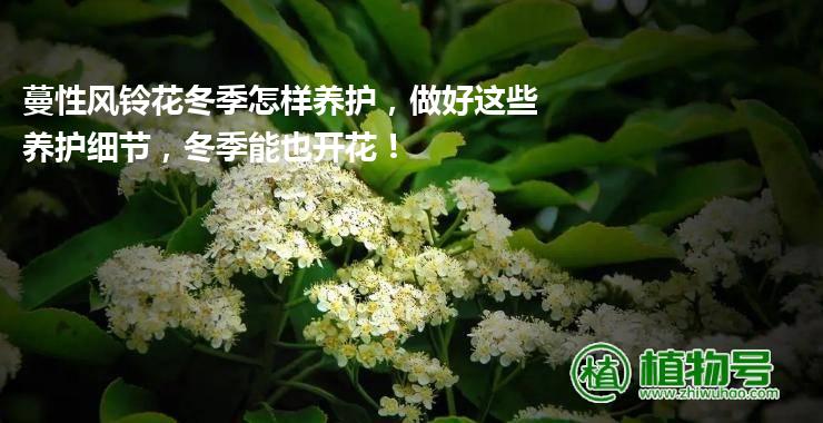 蔓性风铃花冬季怎样养护，做好这些养护细节，冬季能也开花！