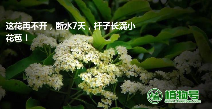 这花再不开，断水7天，杆子长满小花苞！