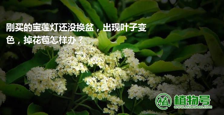 刚买的宝莲灯还没换盆，出现叶子变色，掉花苞怎样办？