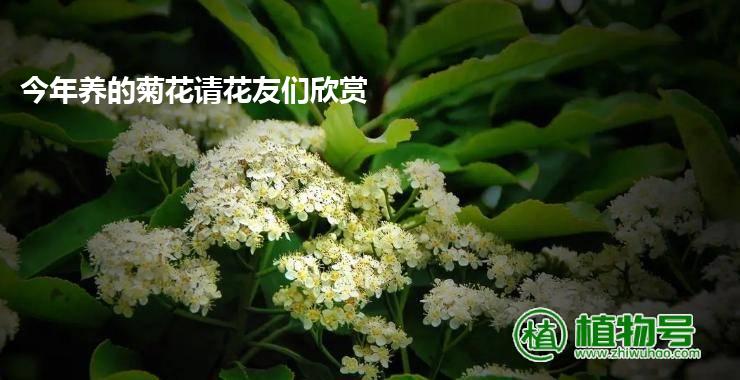 今年养的菊花请花友们欣赏