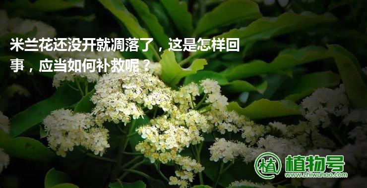 米兰花还没开就凋落了，这是怎样回事，应当如何补救呢？