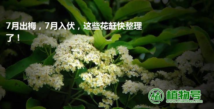 7月出梅，7月入伏，这些花赶快整理了！