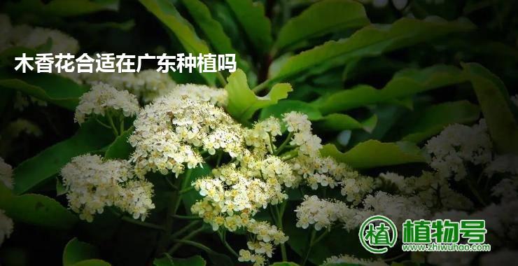 木香花合适在广东种植吗