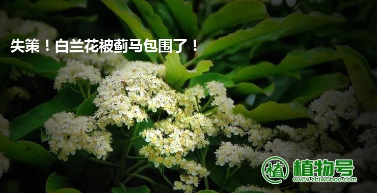 失策！白兰花被蓟马包围了！