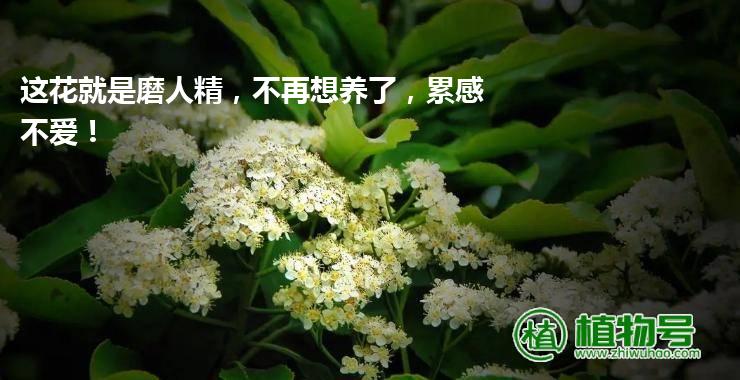 这花就是磨人精，不再想养了，累感不爱！