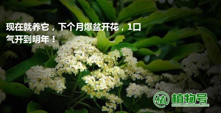 现在就养它，下个月爆盆开花，1口气开到明年！