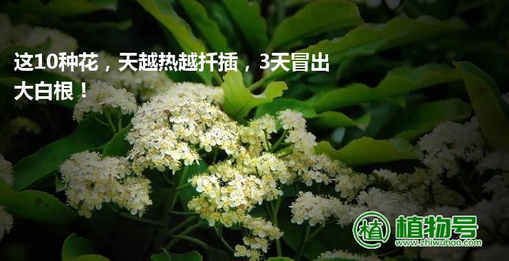 这10种花，天越热越扦插，3天冒出大白根！