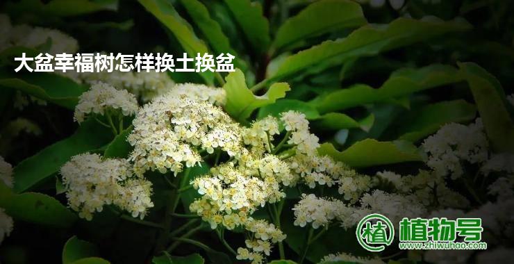 大盆幸福树怎样换土换盆