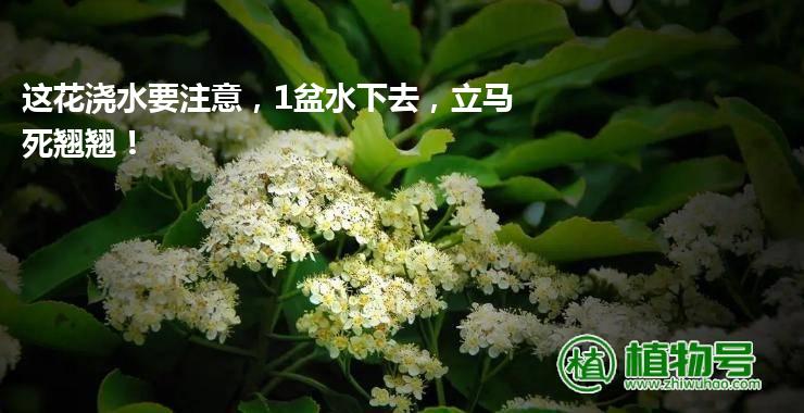 这花浇水要注意，1盆水下去，立马死翘翘！