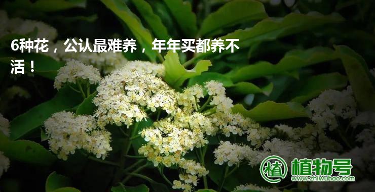 6种花，公认最难养，年年买都养不活！