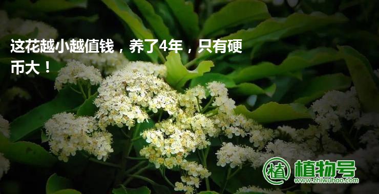 这花越小越值钱，养了4年，只有硬币大！