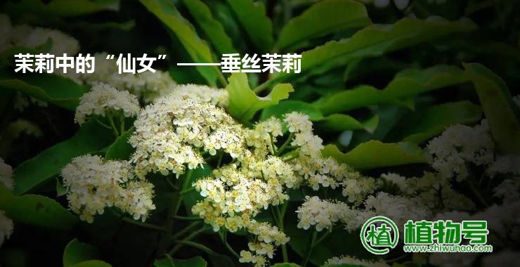 茉莉中的“仙女”——垂丝茉莉