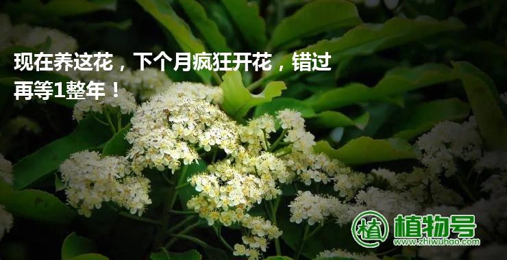 现在养这花，下个月疯狂开花，错过再等1整年！