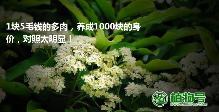 1块5毛钱的多肉，养成1000块的身价，对照太明显！