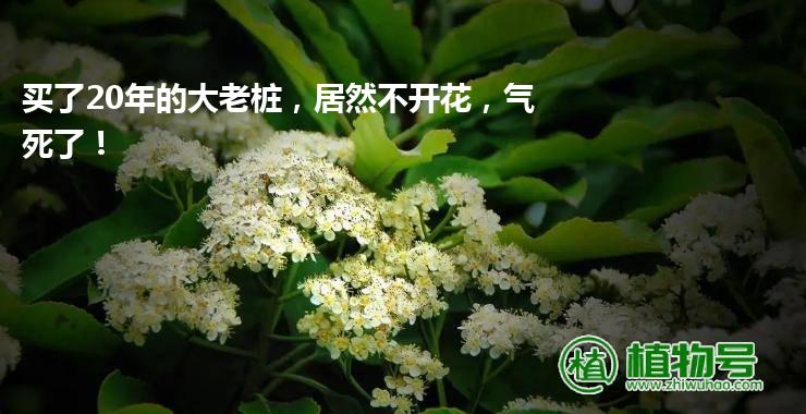 买了20年的大老桩，居然不开花，气死了！