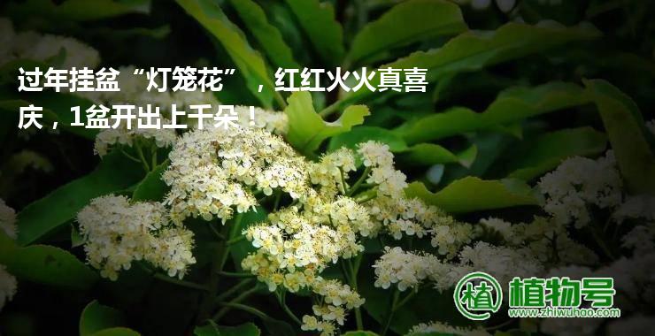 过年挂盆“灯笼花”，红红火火真喜庆，1盆开出上千朵！