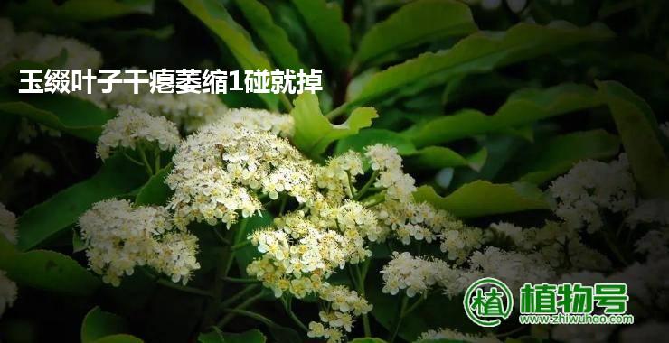 玉缀叶子干瘪萎缩1碰就掉