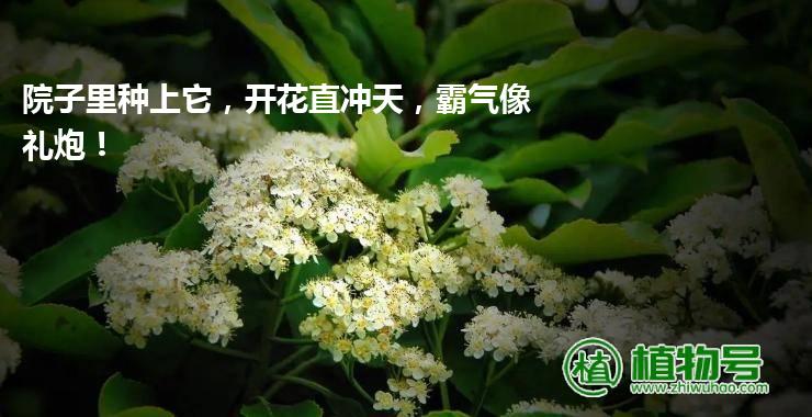 院子里种上它，开花直冲天，霸气像礼炮！