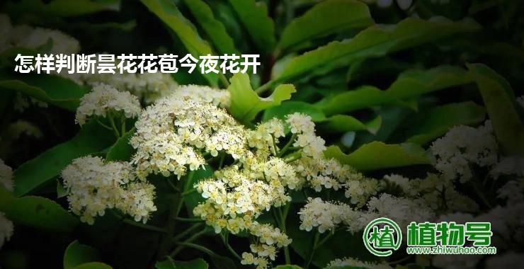 怎样判断昙花花苞今夜花开