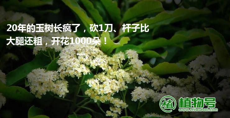 20年的玉树长疯了，砍1刀、杆子比大腿还粗，开花1000朵！