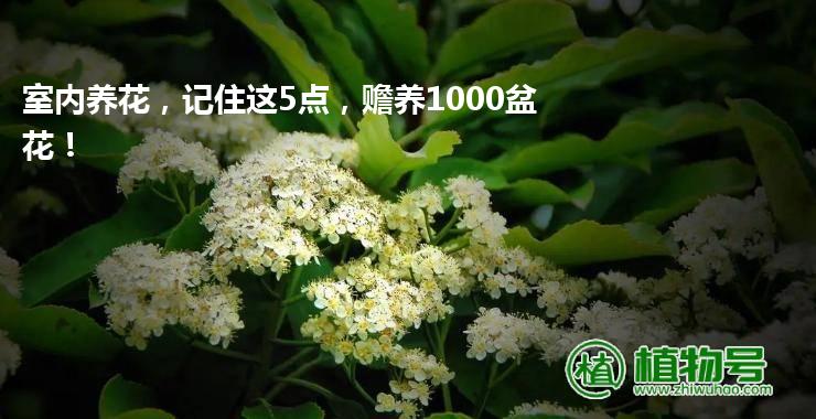 室内养花，记住这5点，赡养1000盆花！