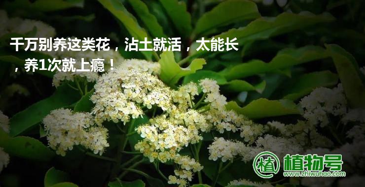 千万别养这类花，沾土就活，太能长，养1次就上瘾！