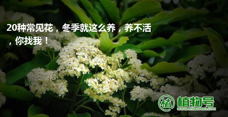 20种常见花，冬季就这么养，养不活，你找我！