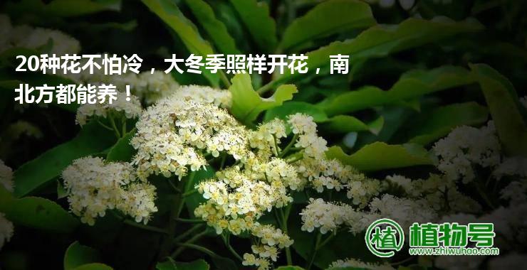 20种花不怕冷，大冬季照样开花，南北方都能养！