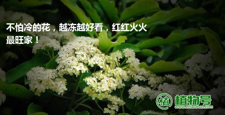 不怕冷的花，越冻越好看，红红火火最旺家！