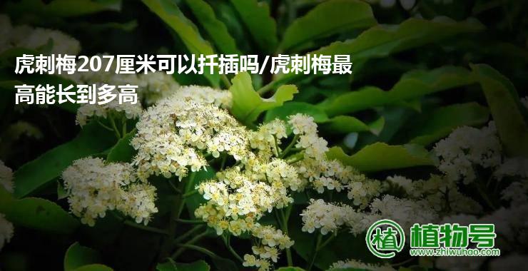 虎刺梅207厘米可以扦插吗/虎刺梅最高能长到多高