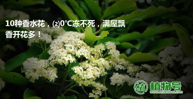 10种香水花，⑵0℃冻不死，满屋飘香开花多！