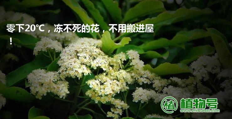 零下20℃，冻不死的花，不用搬进屋！