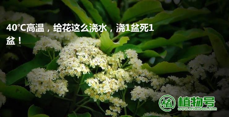 40℃高温，给花这么浇水，浇1盆死1盆！