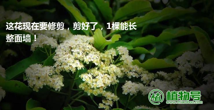 这花现在要修剪，剪好了，1棵能长整面墙！