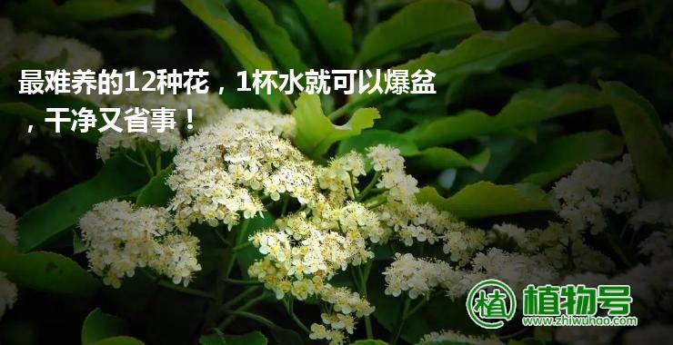 最难养的12种花，1杯水就可以爆盆，干净又省事！