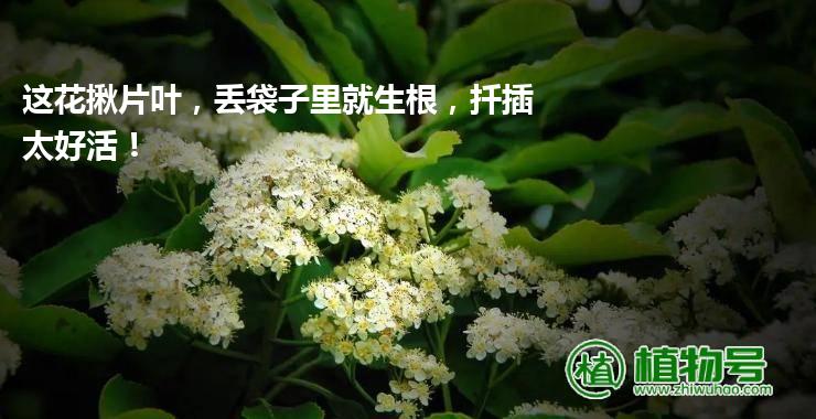 这花揪片叶，丢袋子里就生根，扦插太好活！