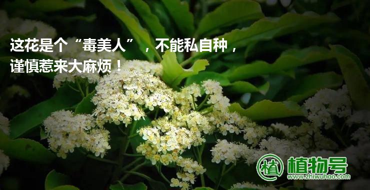 这花是个“毒美人”，不能私自种，谨慎惹来大麻烦！