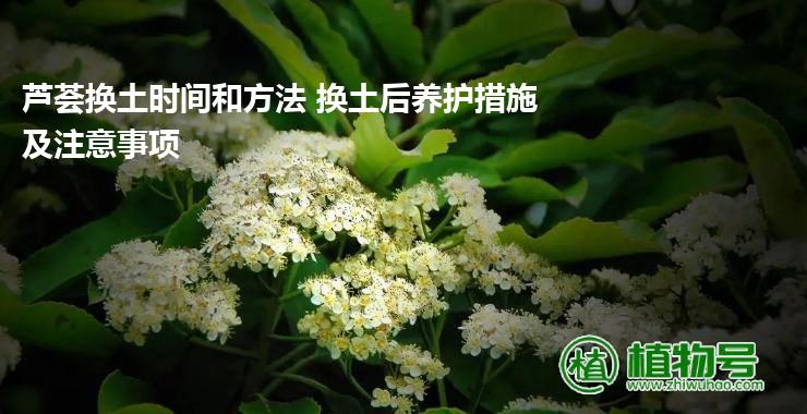 芦荟换土时间和方法 换土后养护措施及注意事项