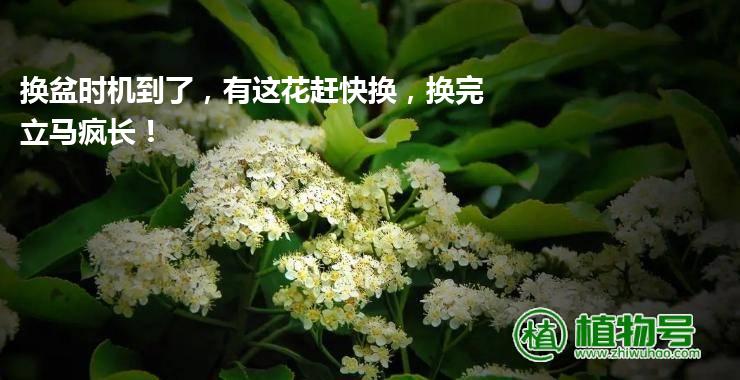 换盆时机到了，有这花赶快换，换完立马疯长！