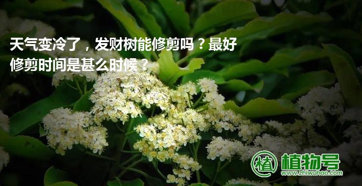 天气变冷了，发财树能修剪吗？最好修剪时间是甚么时候？