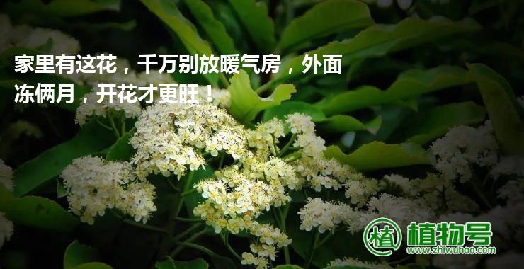 家里有这花，千万别放暖气房，外面冻俩月，开花才更旺！