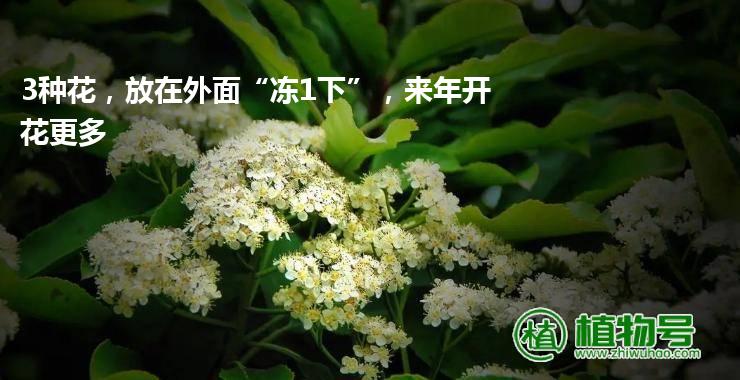 3种花，放在外面“冻1下”，来年开花更多