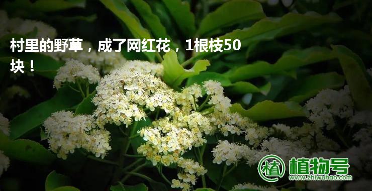 村里的野草，成了网红花，1根枝50块！