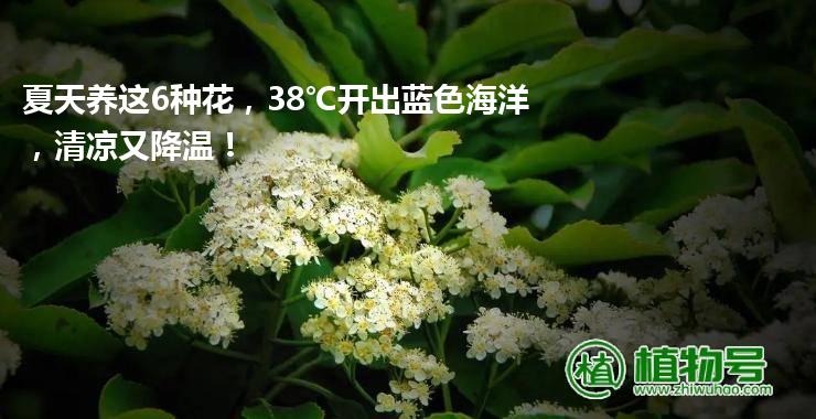 夏天养这6种花，38℃开出蓝色海洋，清凉又降温！