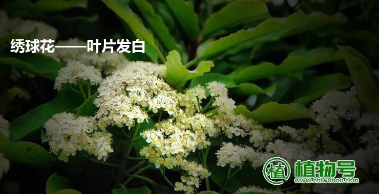 绣球花——叶片发白